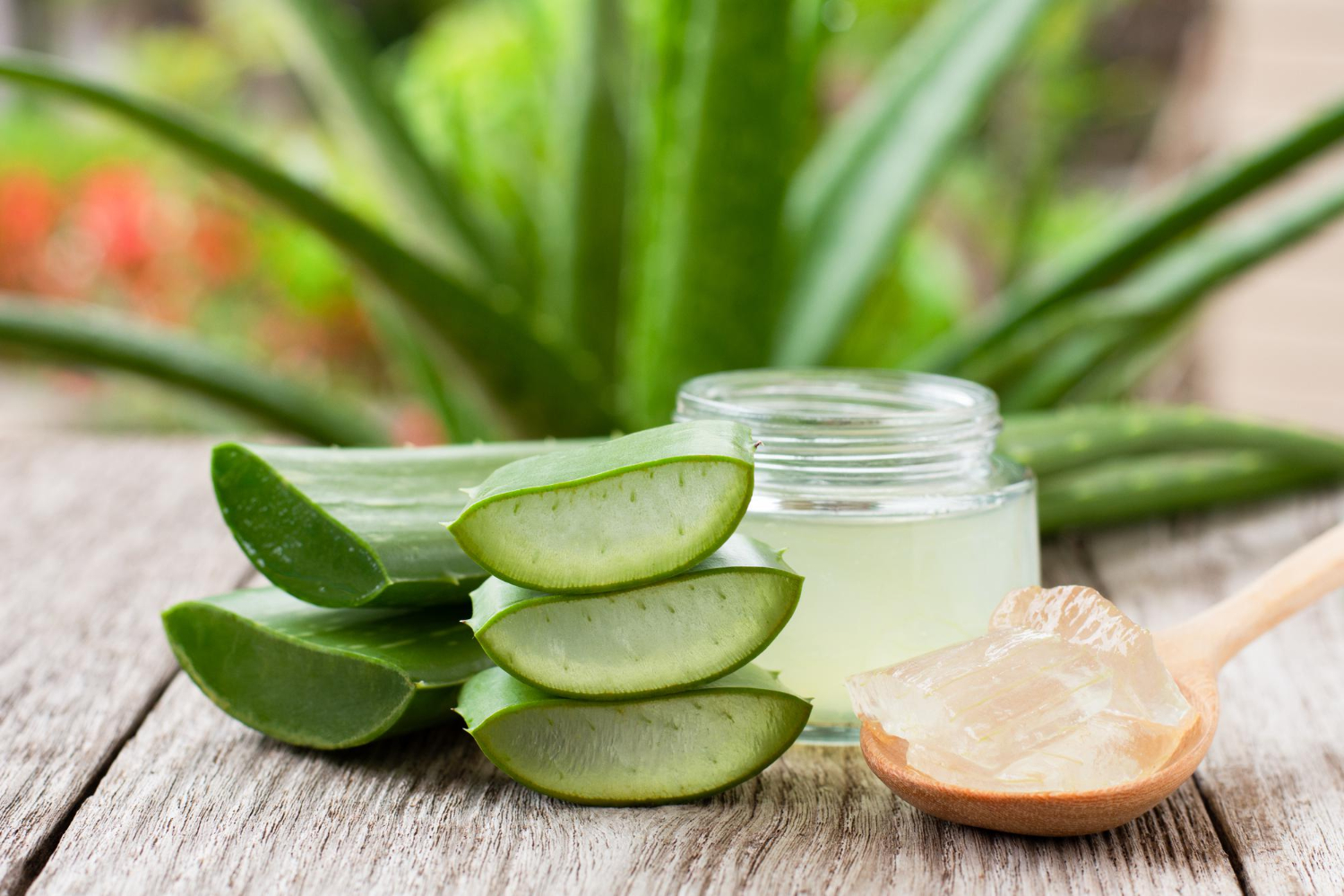 Aloe vera, a természet csodaszere