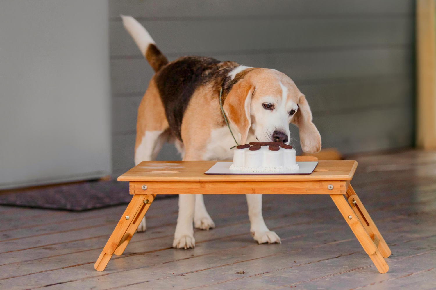 A beagle: a vidám vadásztárs, aki meghódította a családok szívét